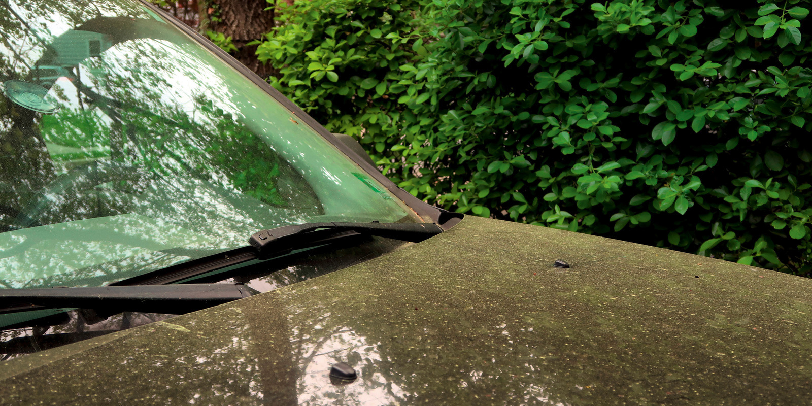 Baumharz auf dem Autolack Baumharz auf dem Autolack